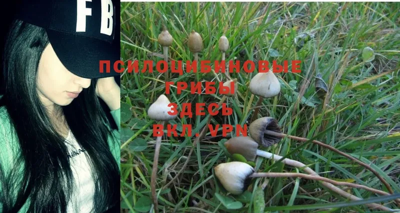 где продают   Ижевск  Галлюциногенные грибы Magic Shrooms 